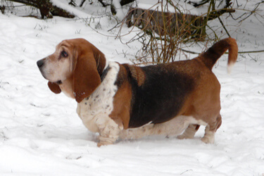 Dakota Lady of Orplid